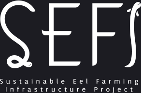SEFI